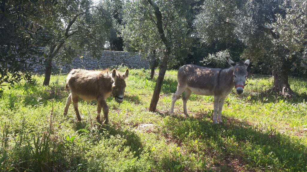Agriturismo Specchiarussa Morciano di Leuca Buitenkant foto